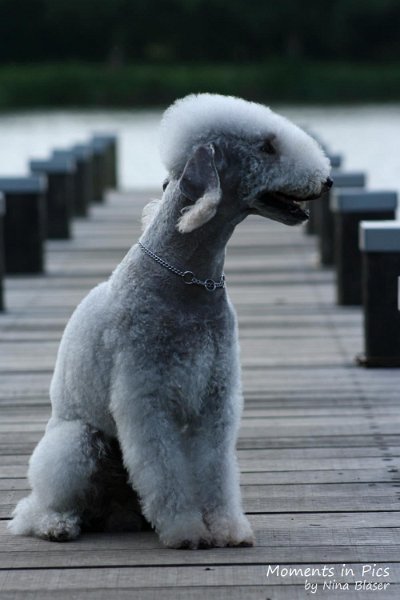 2010-06-14 Airis Blue Volshebny Svet (10).jpg